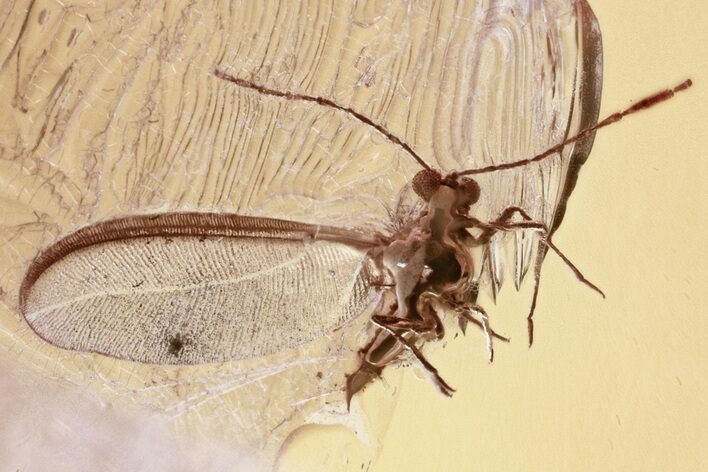 Fossil Winged Scale Insect (Coccoidea) in Baltic Amber #335772